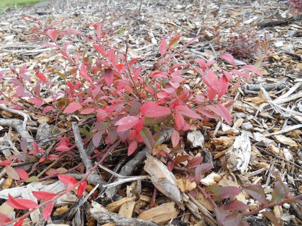 Blueberry, Vaccinium Angustifolium - View 25 from www redcrocus com