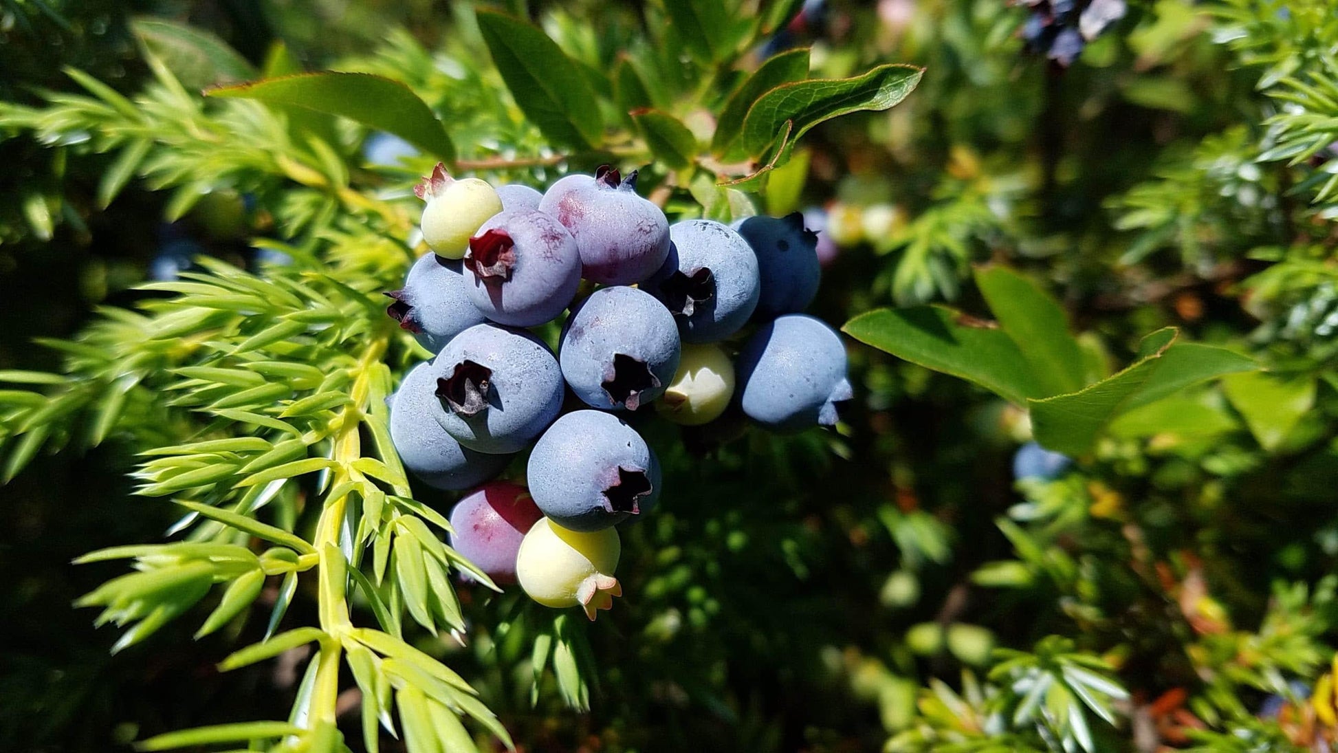 Blueberry, Vaccinium Angustifolium - View 26 from www redcrocus com