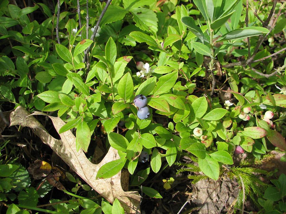 Blueberry, Vaccinium Angustifolium - View 27 from www redcrocus com