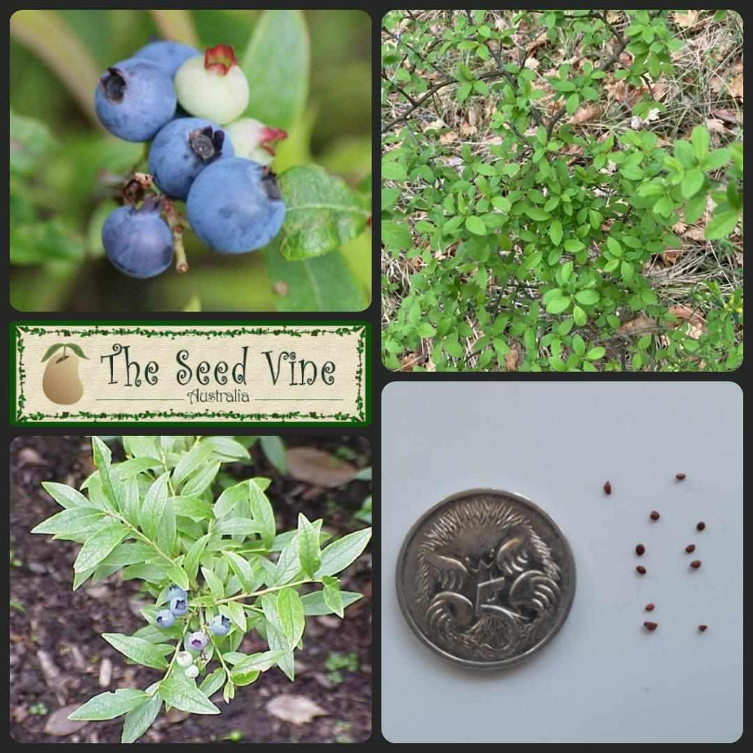 Blueberry, Vaccinium Angustifolium - View 28 from www redcrocus com