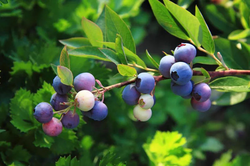 Blueberry, Vaccinium Angustifolium - View 2 from www redcrocus com