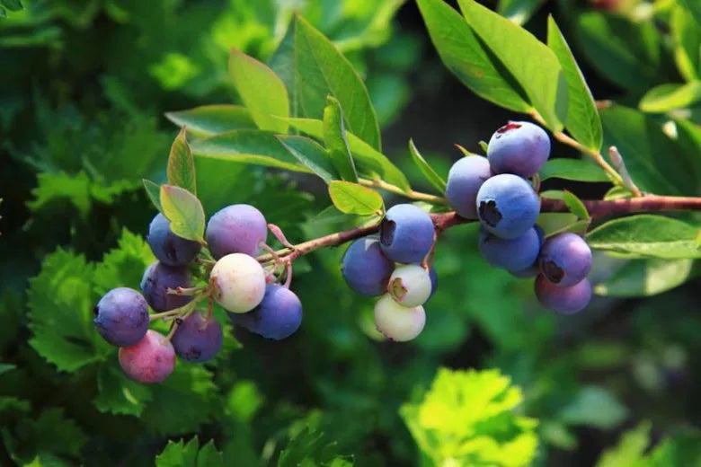Blueberry, Vaccinium Angustifolium - View 31 from www redcrocus com