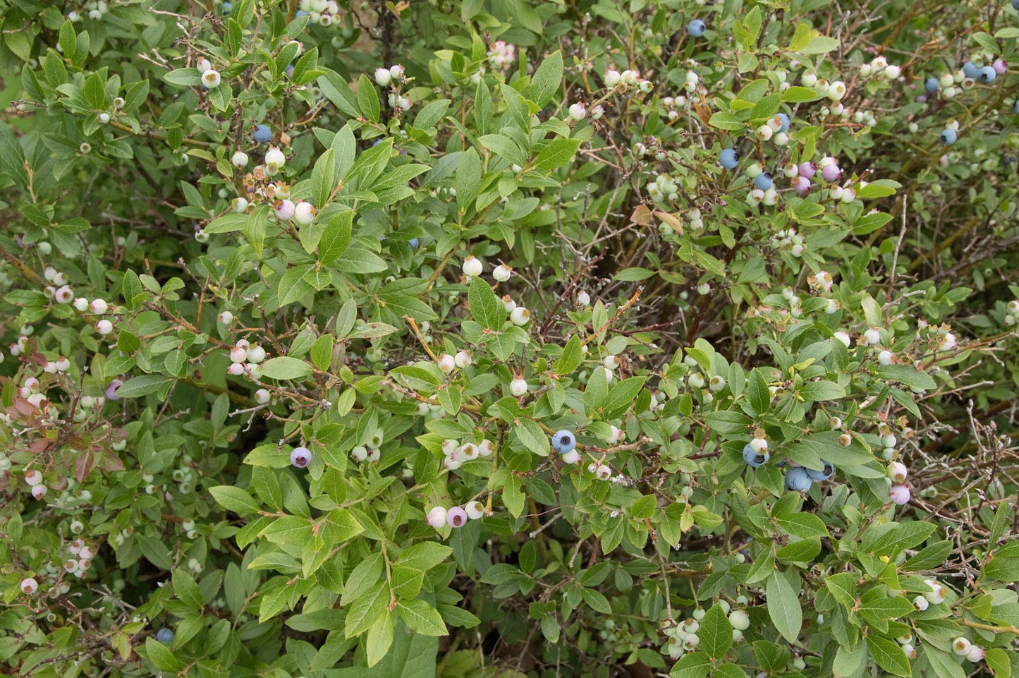Blueberry, Vaccinium Angustifolium - View 32 from www redcrocus com