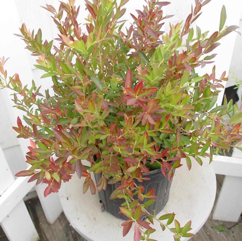Blueberry, Vaccinium Angustifolium - View 33 from www redcrocus com