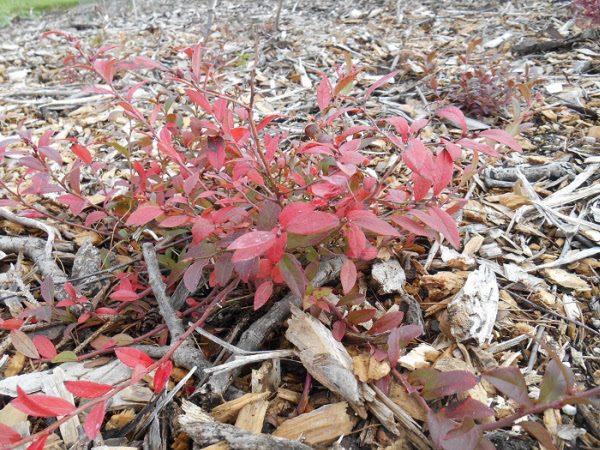Blueberry, Vaccinium Angustifolium - View 34 from www redcrocus com
