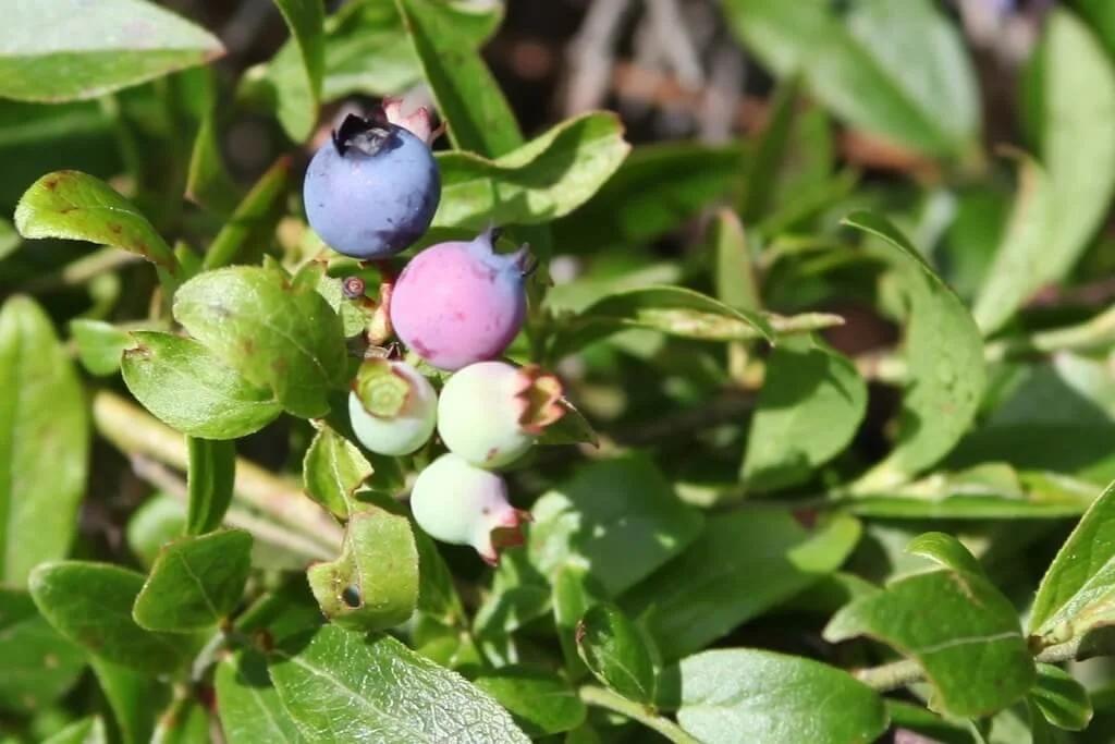 Blueberry, Vaccinium Angustifolium - View 35 from www redcrocus com