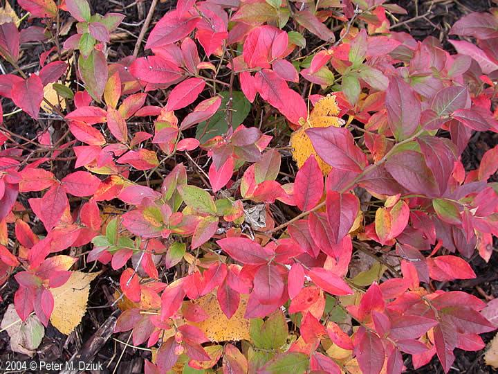 Blueberry, Vaccinium Angustifolium - View 37 from www redcrocus com