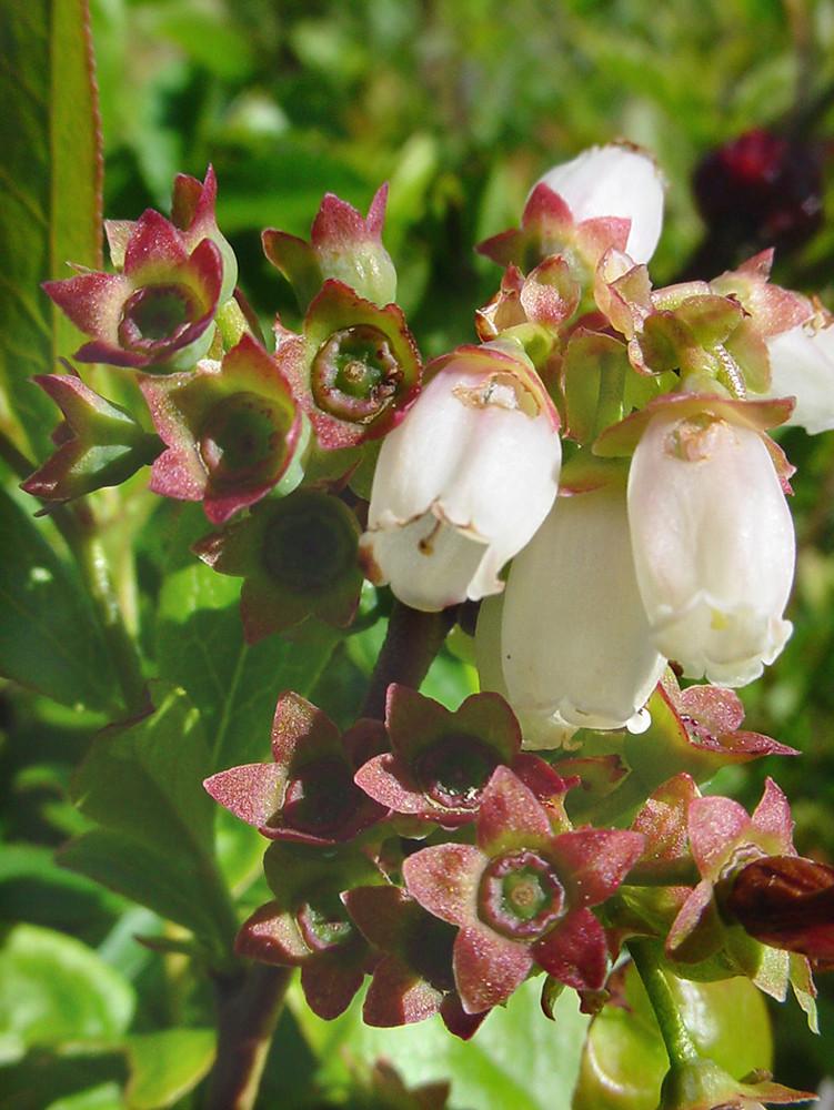 Blueberry, Vaccinium Angustifolium - View 38 from www redcrocus com
