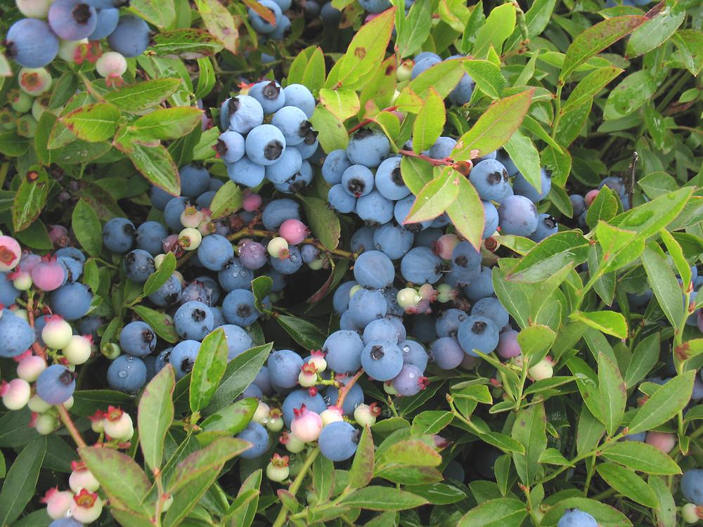 Blueberry, Vaccinium Angustifolium - View 3 from www redcrocus com
