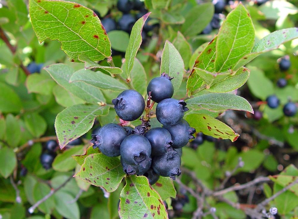 Blueberry, Vaccinium Angustifolium - View 4 from www redcrocus com