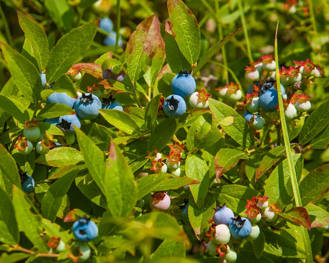 Blueberry, Vaccinium Angustifolium - View 5 from www redcrocus com