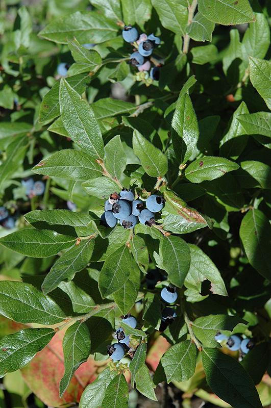 Blueberry, Vaccinium Angustifolium - View 6 from www redcrocus com