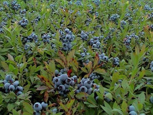 Blueberry, Vaccinium Angustifolium - View 7 from www redcrocus com