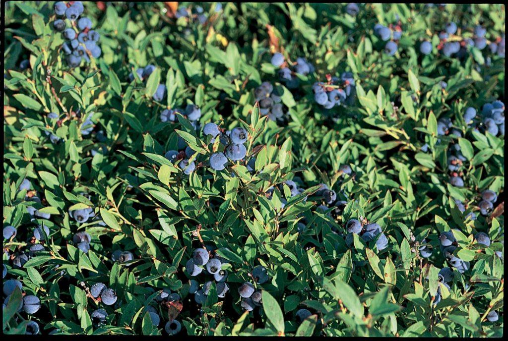 Blueberry, Vaccinium Angustifolium - View 8 from www redcrocus com