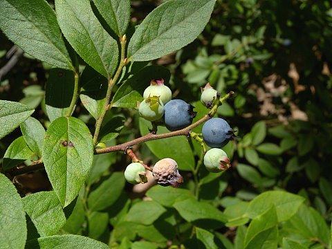 Blueberry, Vaccinium Angustifolium - View 9 from www redcrocus com