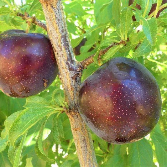Prunus Salicina 'burgundy' - View 11 from www redcrocus com
