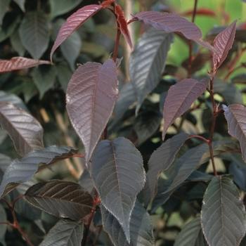Prunus Salicina 'burgundy' - View 12 from www redcrocus com