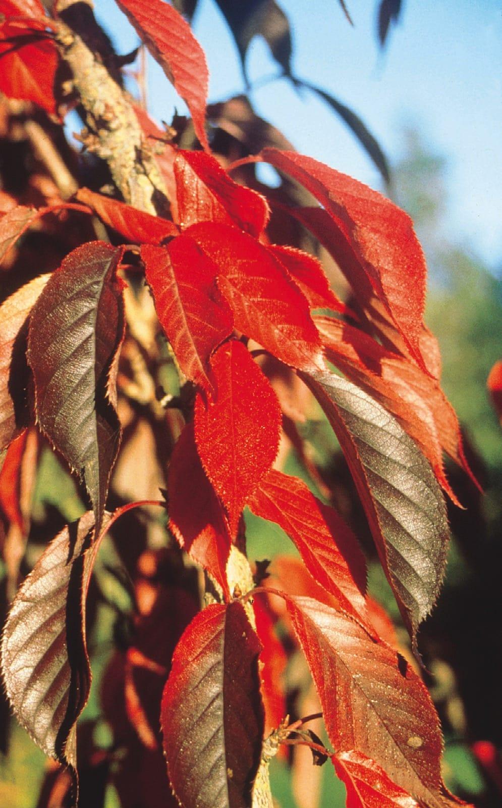 Prunus Salicina 'burgundy' - View 13 from www redcrocus com