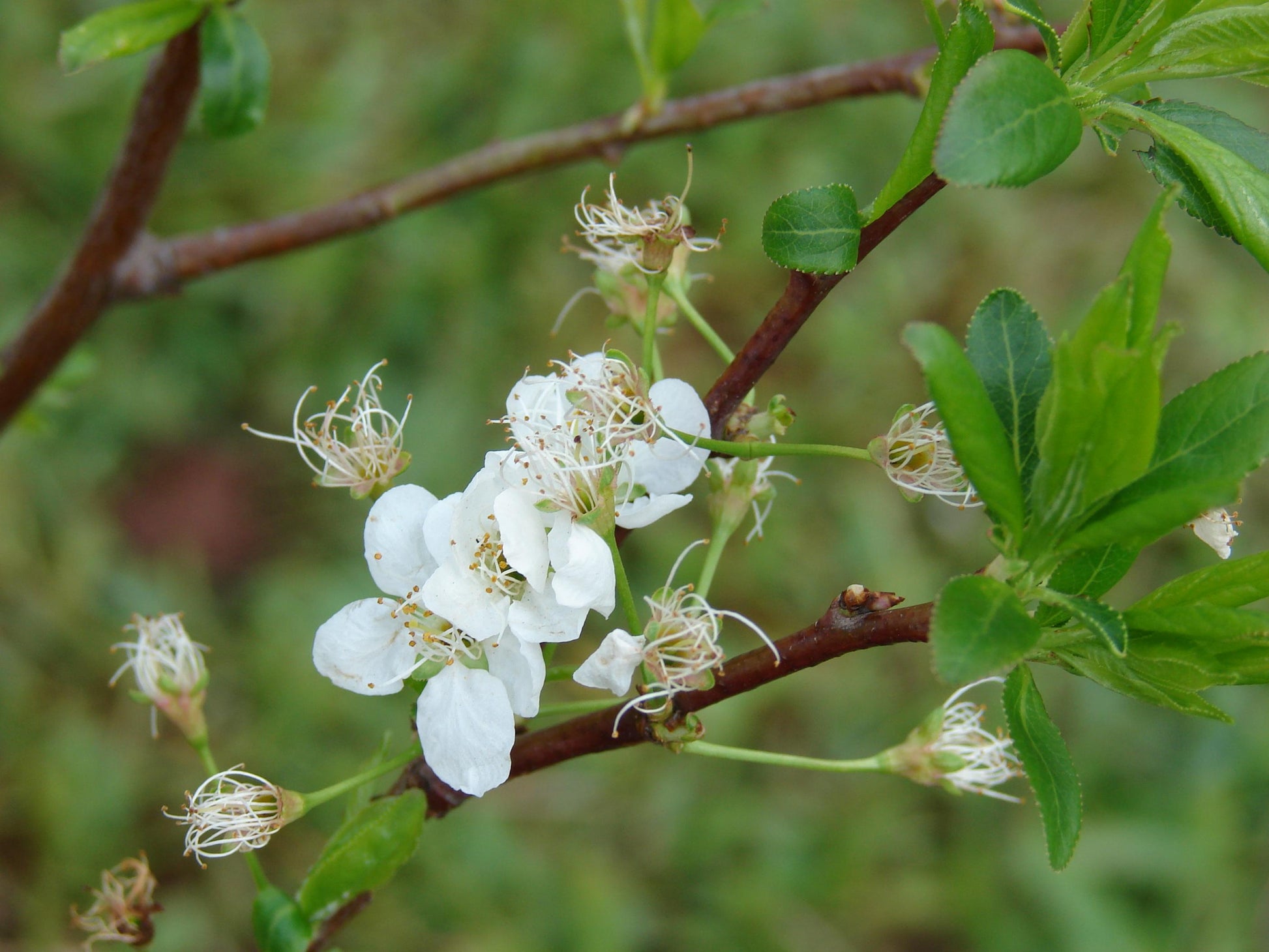 Prunus Salicina 'burgundy' - View 14 from www redcrocus com