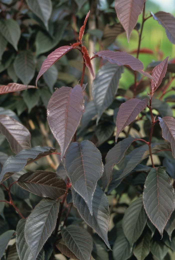 Prunus Salicina 'burgundy' - View 17 from www redcrocus com