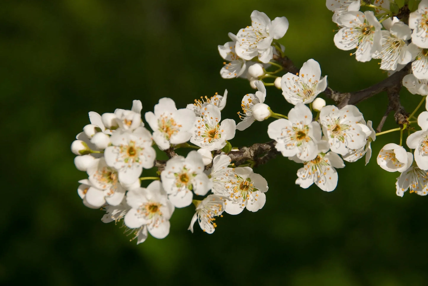 Prunus Salicina 'burgundy' - View 19 from www redcrocus com