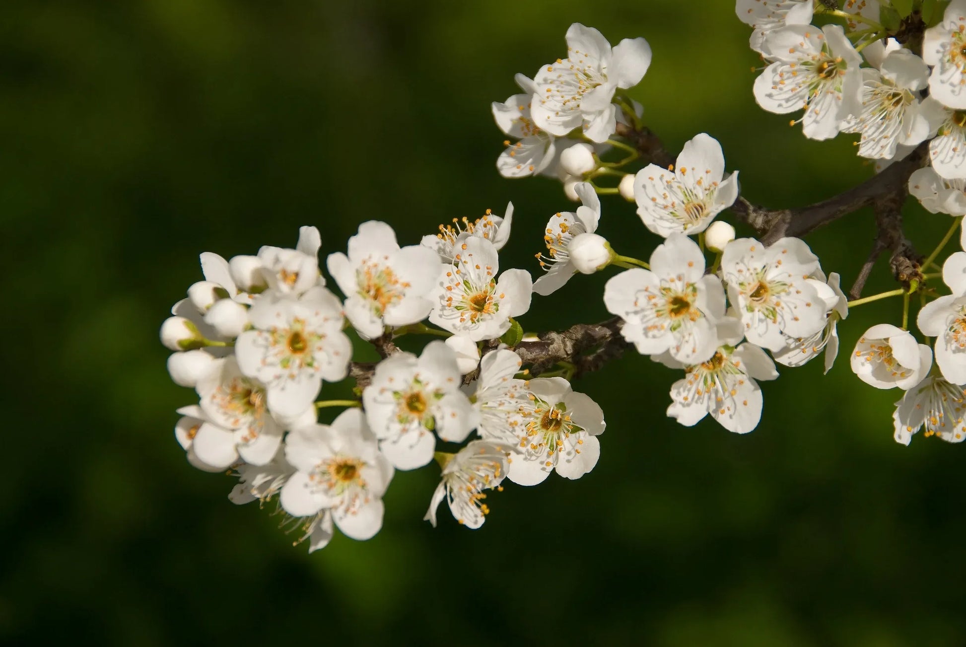 Prunus Salicina 'burgundy' - View 19 from www redcrocus com