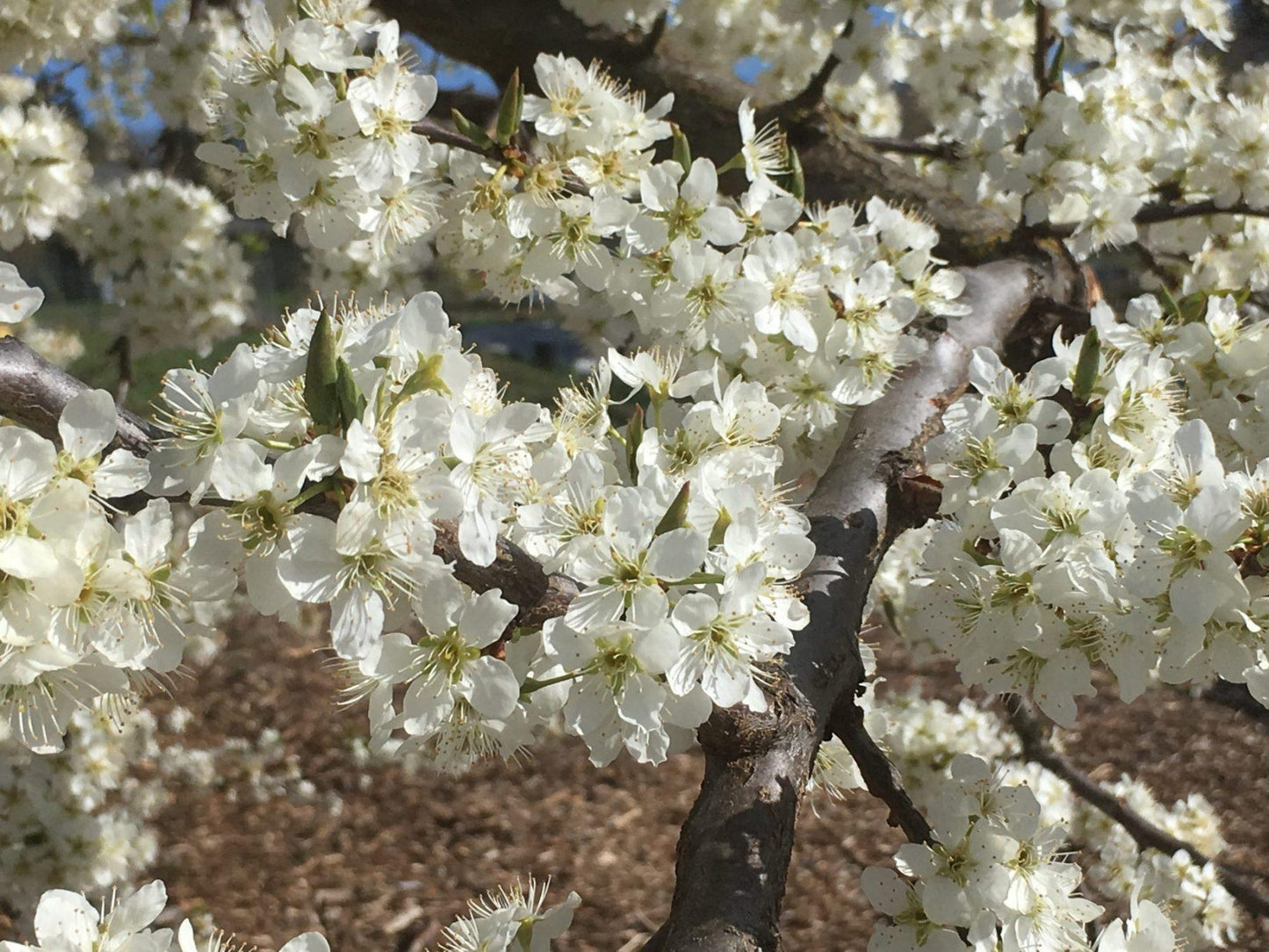 Prunus Salicina 'burgundy' - View 26 from www redcrocus com