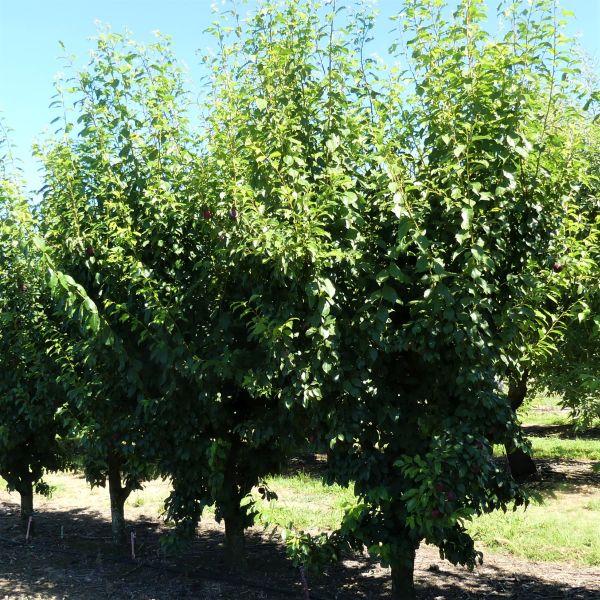 Prunus Salicina 'burgundy' - View 3 from www redcrocus com