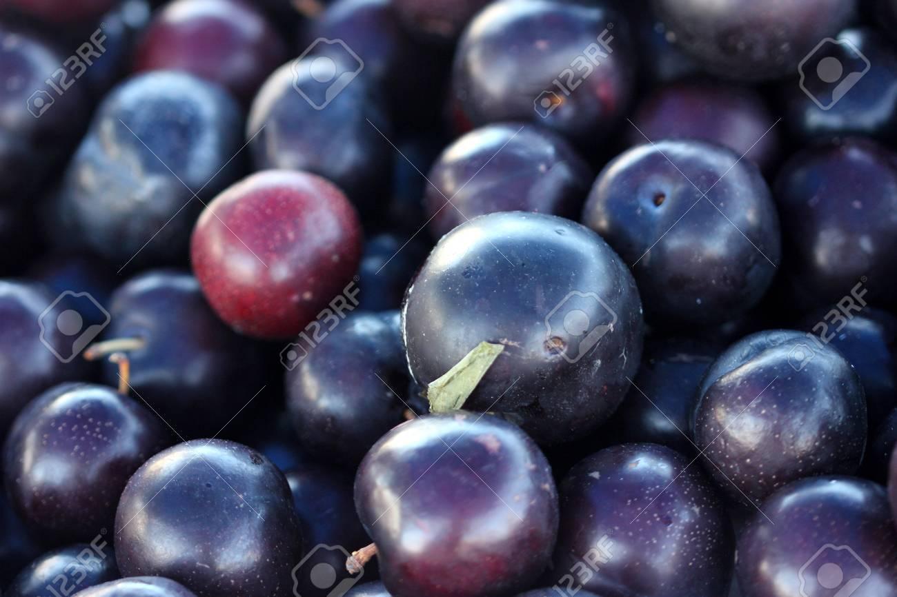 Prunus Salicina 'burgundy' - View 5 from www redcrocus com