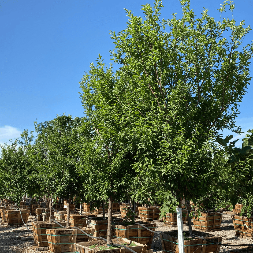 Prunus Salicina 'burgundy' - View 7 from www redcrocus com