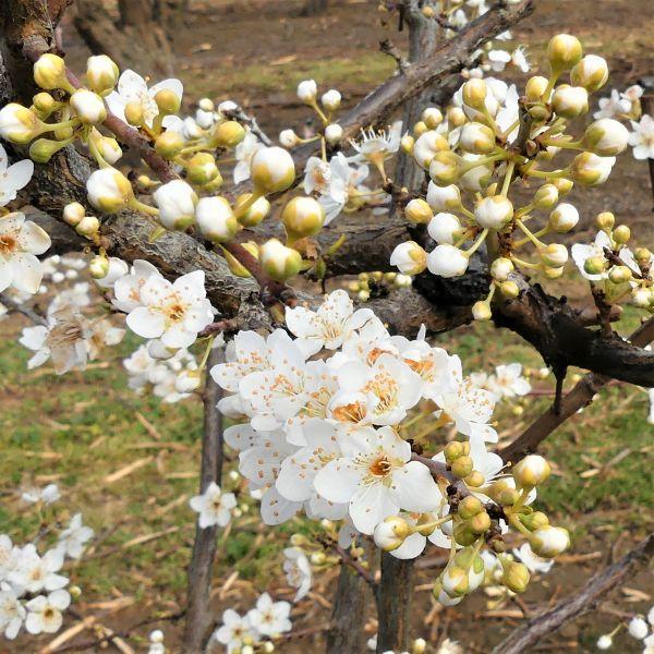 Prunus Salicina 'burgundy' - View 8 from www redcrocus com