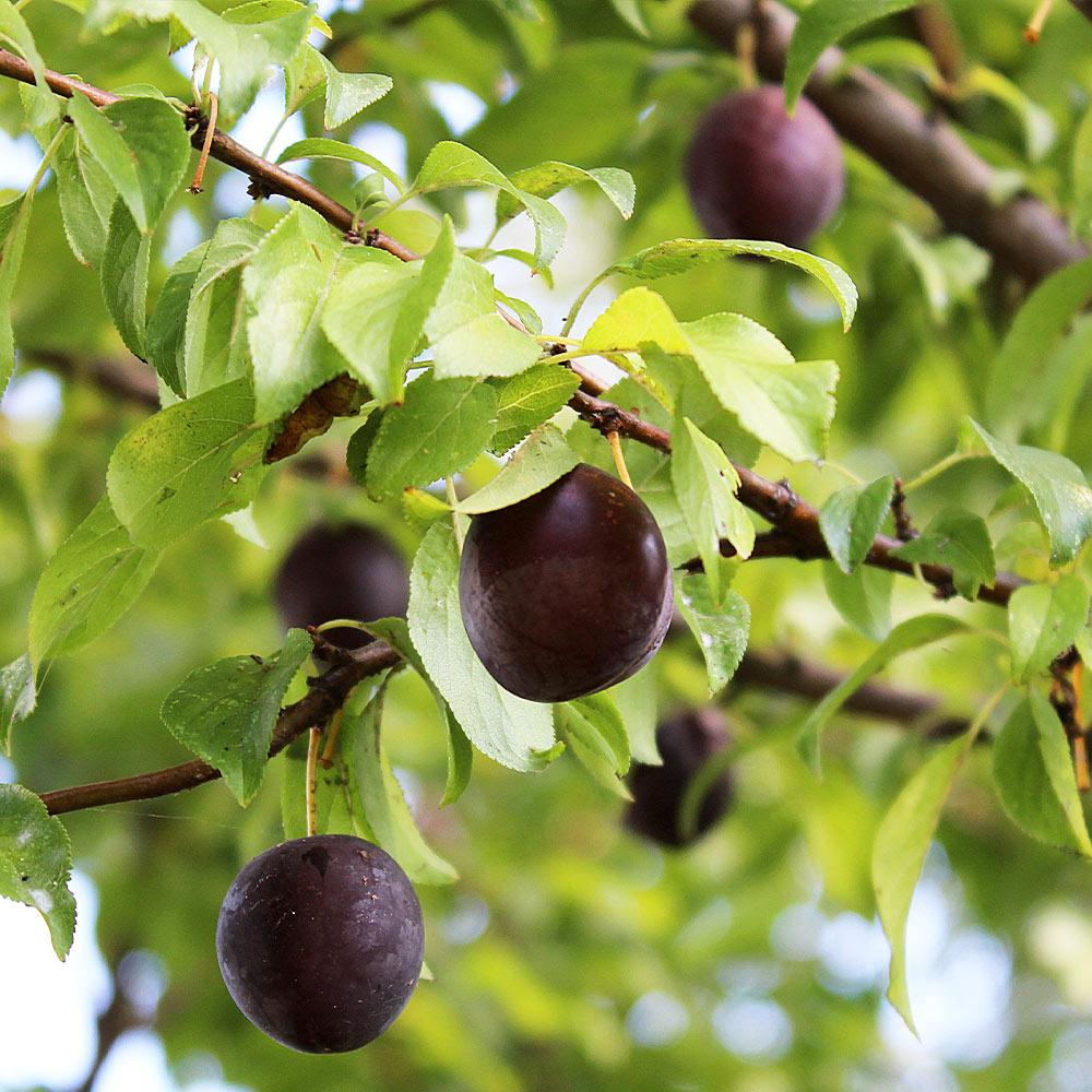 Prunus Salicina 'burgundy' - View 9 from www redcrocus com