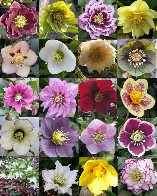 100 Helleborus Florist Assorted - View 1 from www redcrocus com