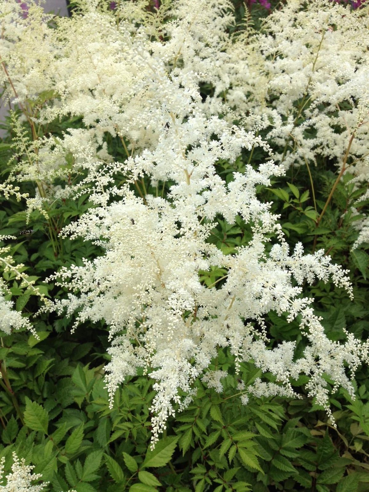 G002 Astilbe X Arendsii Bridal Veil - View 10 from www redcrocus com
