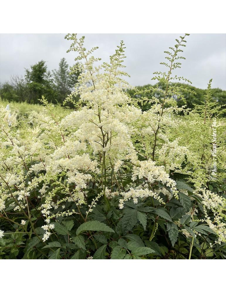 G002 Astilbe X Arendsii Bridal Veil - View 14 from www redcrocus com
