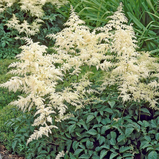 G002 Astilbe X Arendsii Bridal Veil - View 1 from www redcrocus com