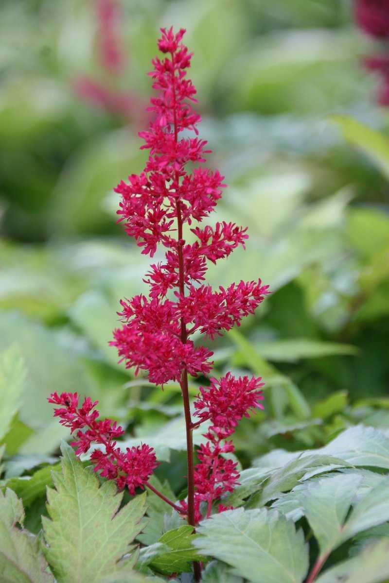 G005 Astilbe X Arendsii Fanal - View 11 from www redcrocus com