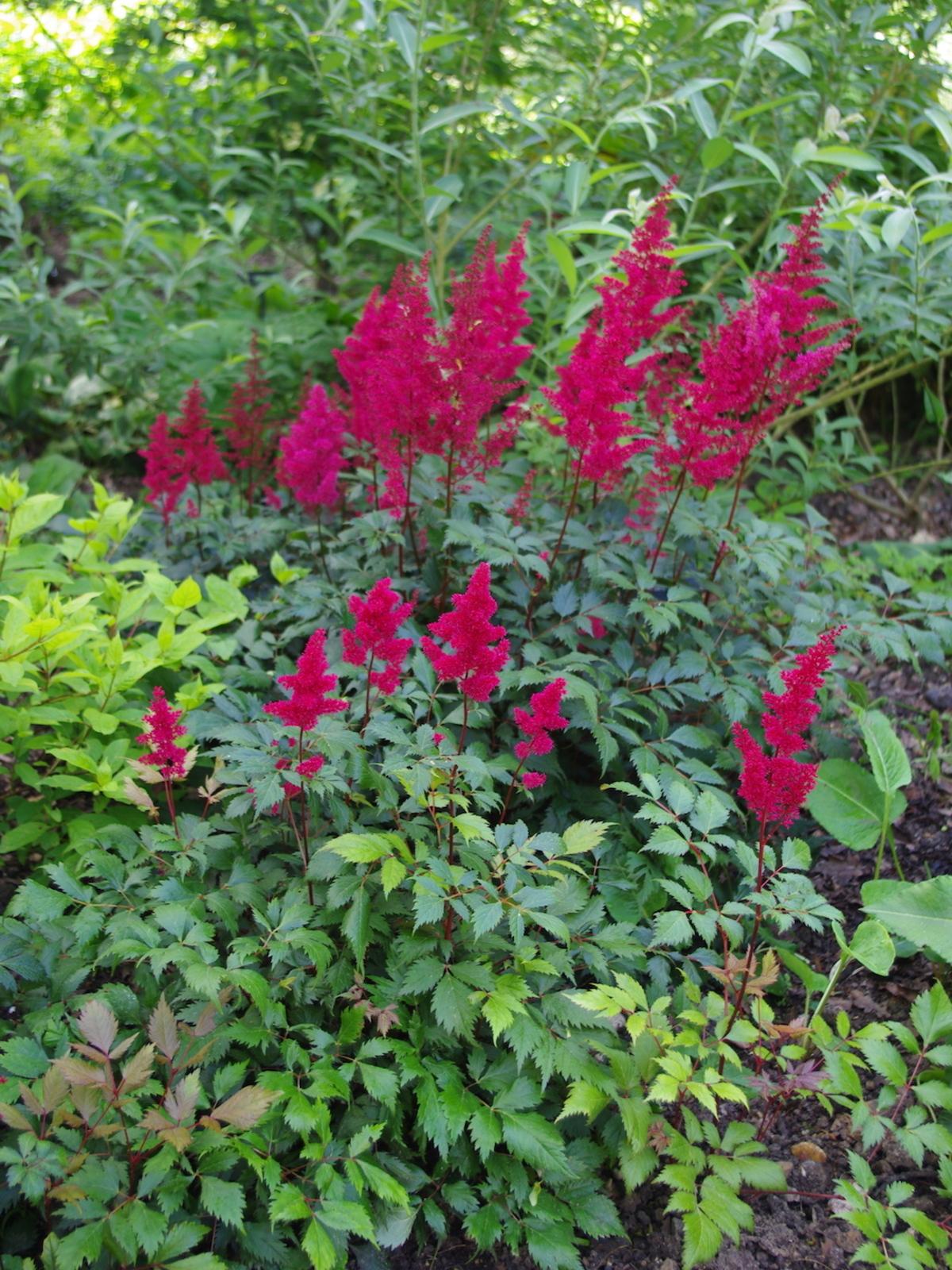 G005 Astilbe X Arendsii Fanal 12 122bdbd5 127f 474f A23c 2486851a827d from www redcrocus com