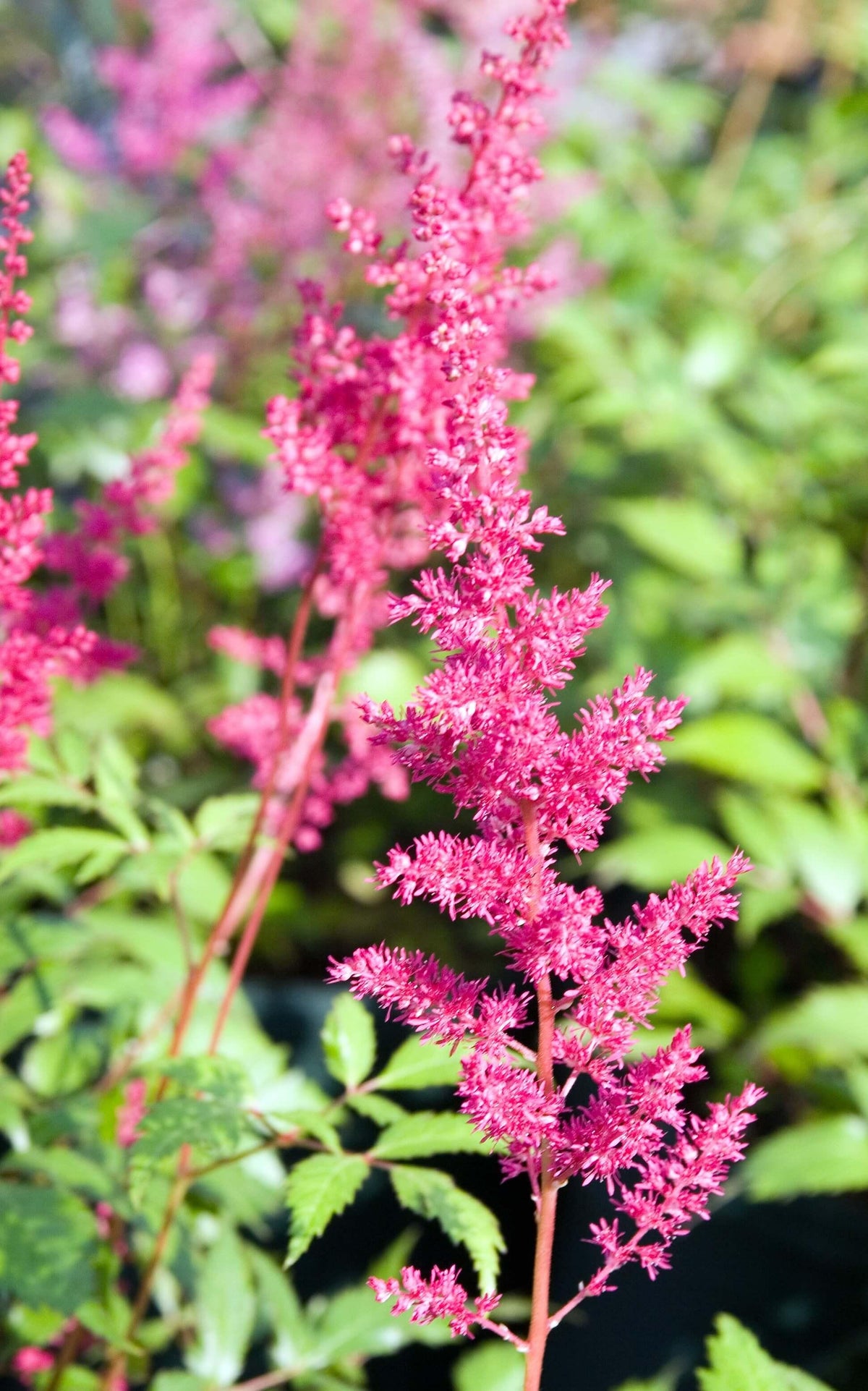 G005 Astilbe X Arendsii Fanal 13 C389b2df 3d9a 46d9 9ebc 51161d68c247 from www redcrocus com