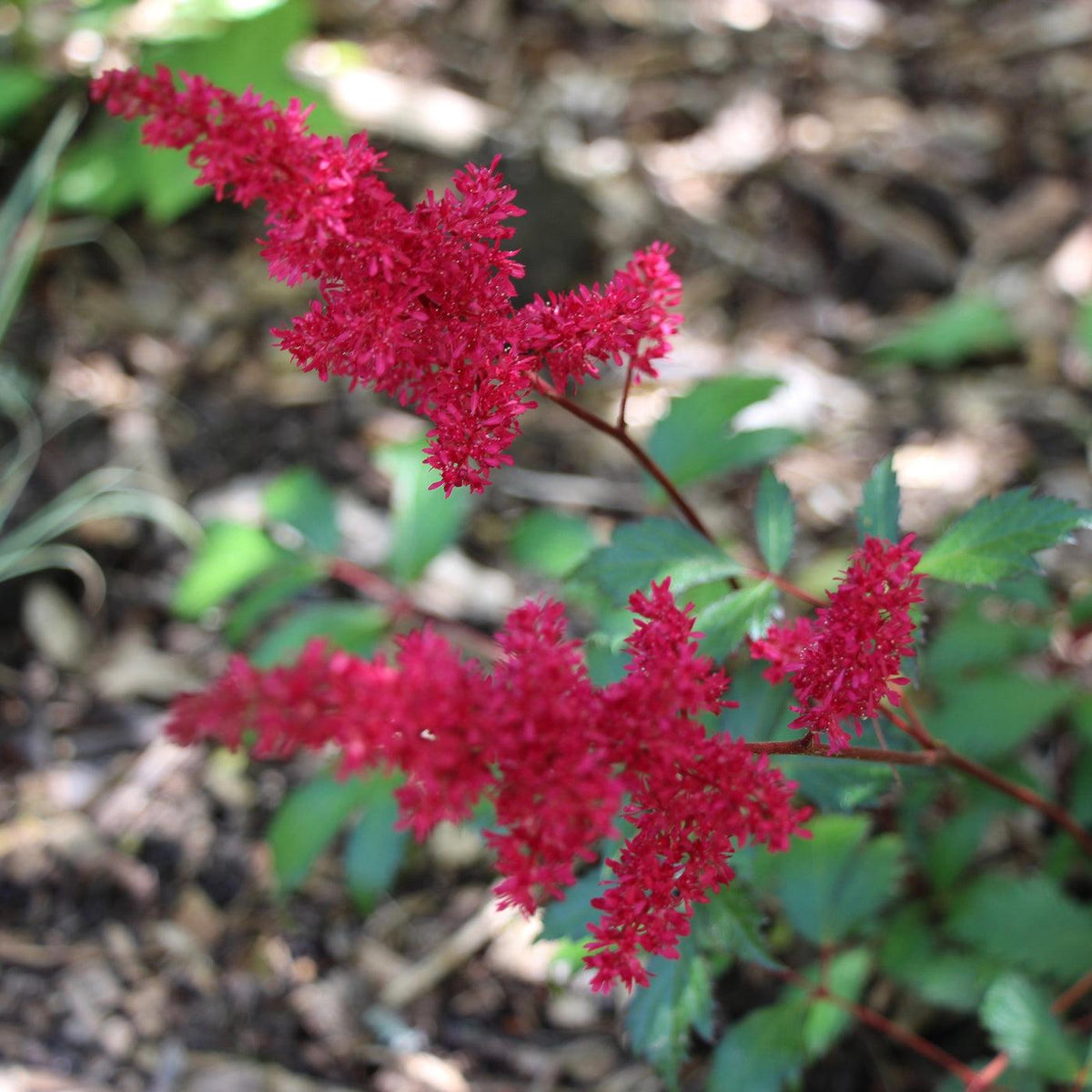 G005 Astilbe X Arendsii Fanal 14 55f398d1 325d 4b99 8cb3 54af241e324f from www redcrocus com