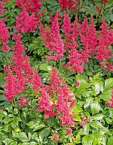 G005 Astilbe X Arendsii Fanal - View 16 from www redcrocus com
