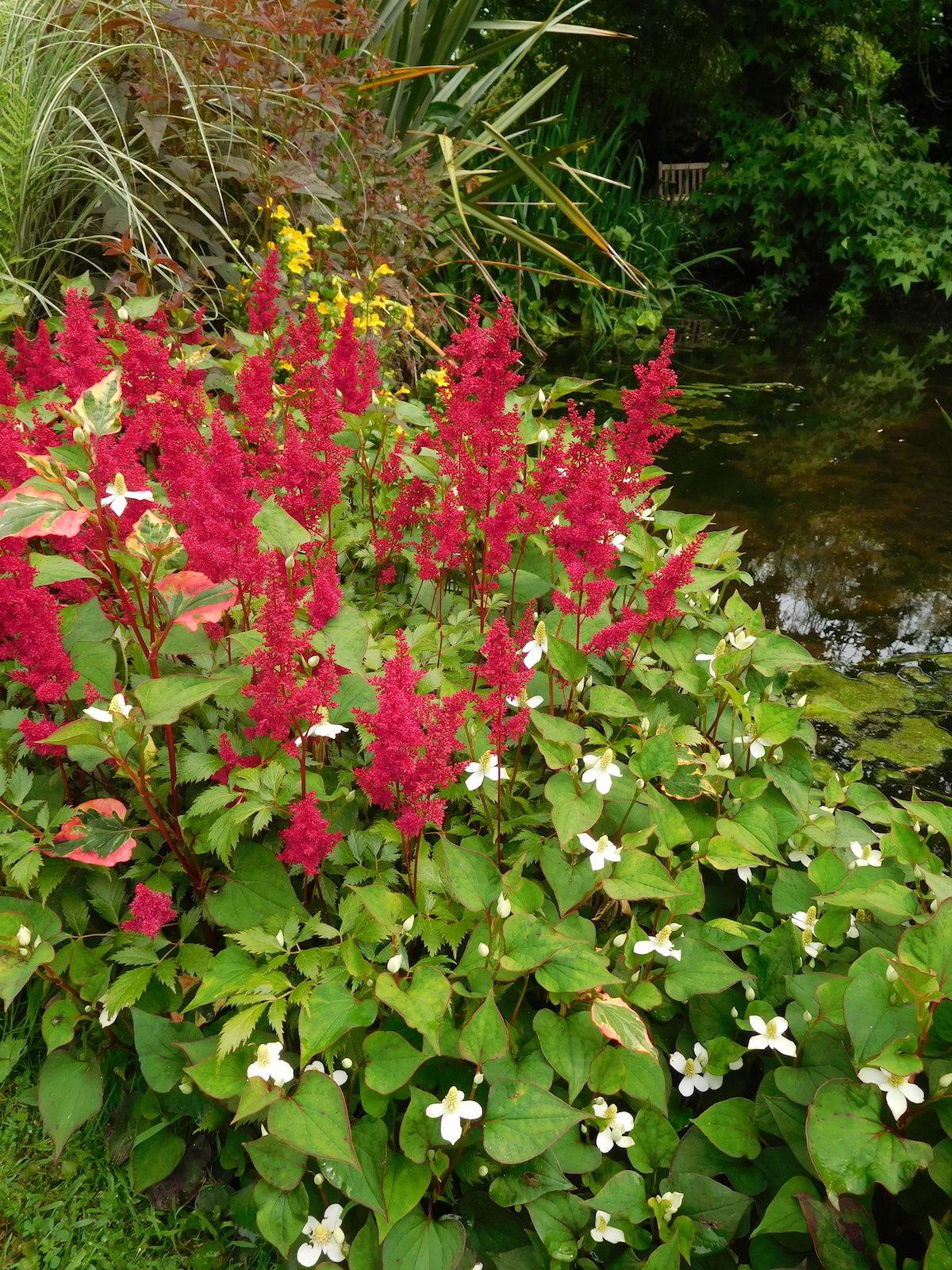 G005 Astilbe X Arendsii Fanal - View 18 from www redcrocus com