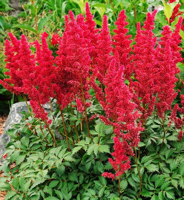 G005 Astilbe X Arendsii Fanal 20 9c8d898b C968 4642 A3af B4311680f571 from www redcrocus com