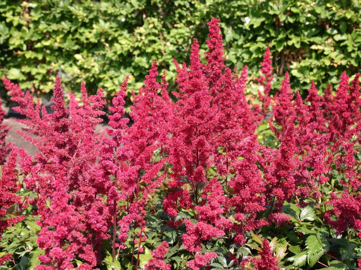 G005 Astilbe X Arendsii Fanal - View 3 from www redcrocus com