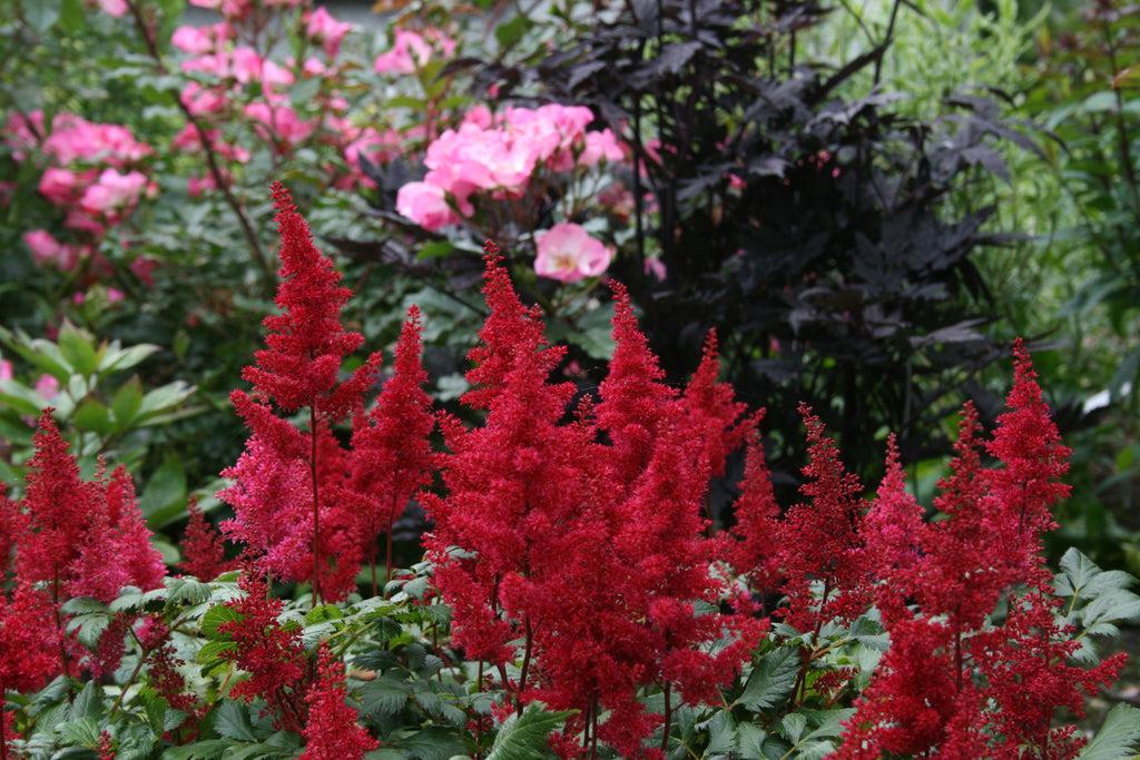 G005 Astilbe X Arendsii Fanal - View 4 from www redcrocus com