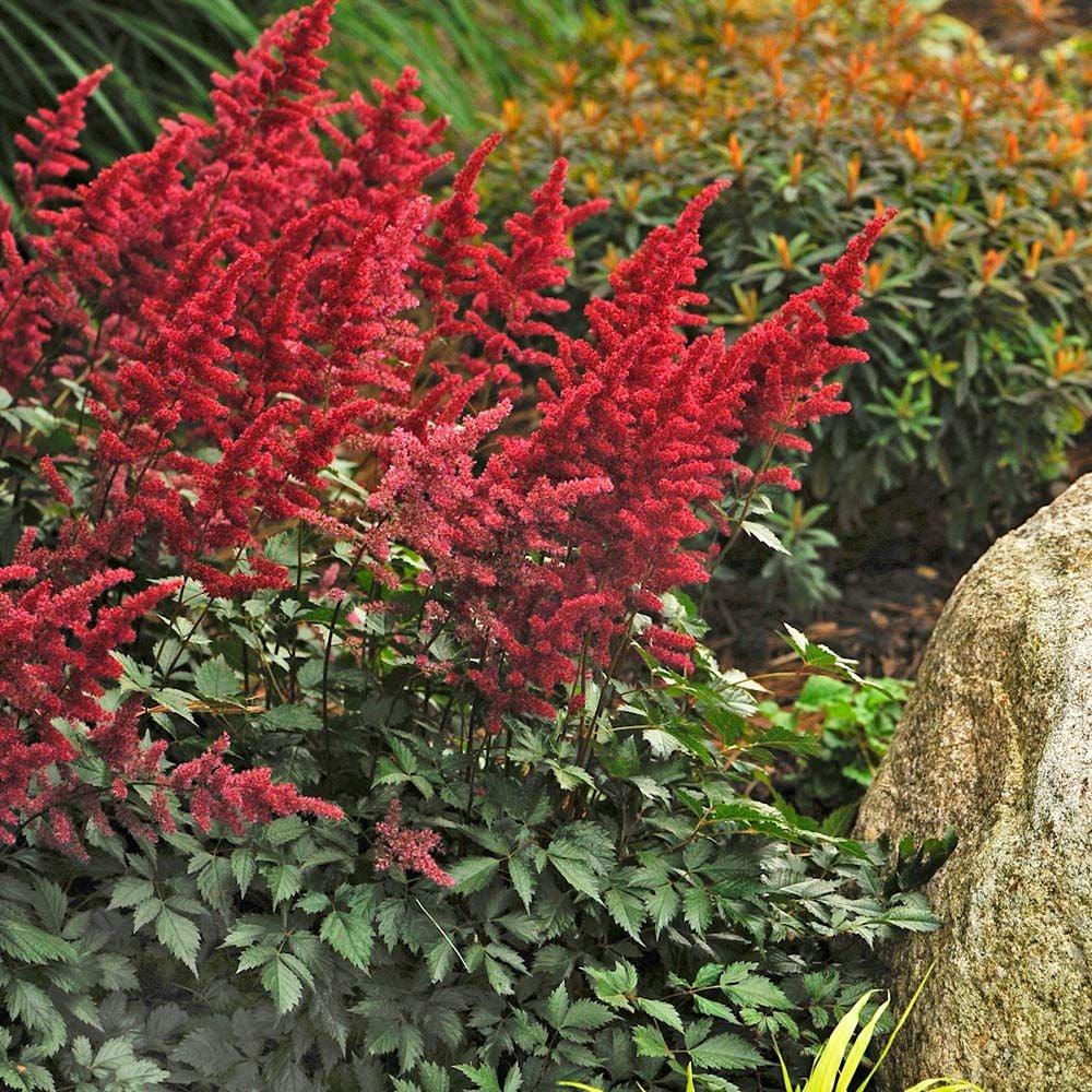 G005 Astilbe X Arendsii Fanal 6 89111a29 03ea 4436 Bfb5 88e9b283d086 from www redcrocus com