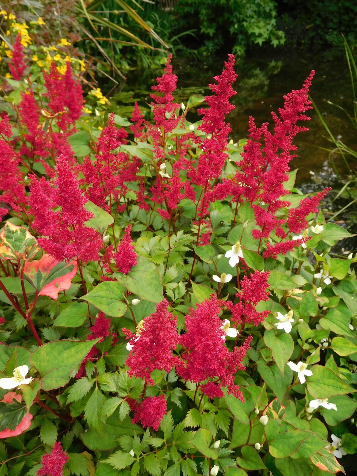 G005 Astilbe X Arendsii Fanal 7 54aaefa2 362e 44fc 8a46 Dd66d006af24 from www redcrocus com