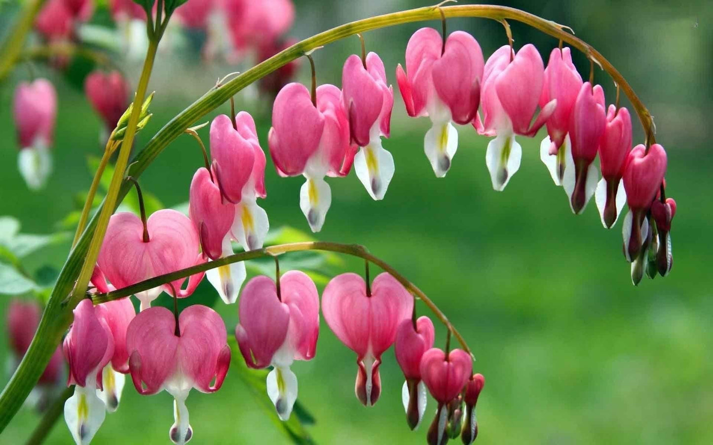 G010 Dicentra Spectabilis - View 13 from www redcrocus com