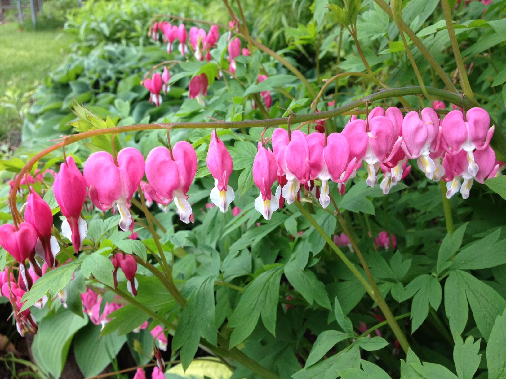 G010 Dicentra Spectabilis - View 15 from www redcrocus com