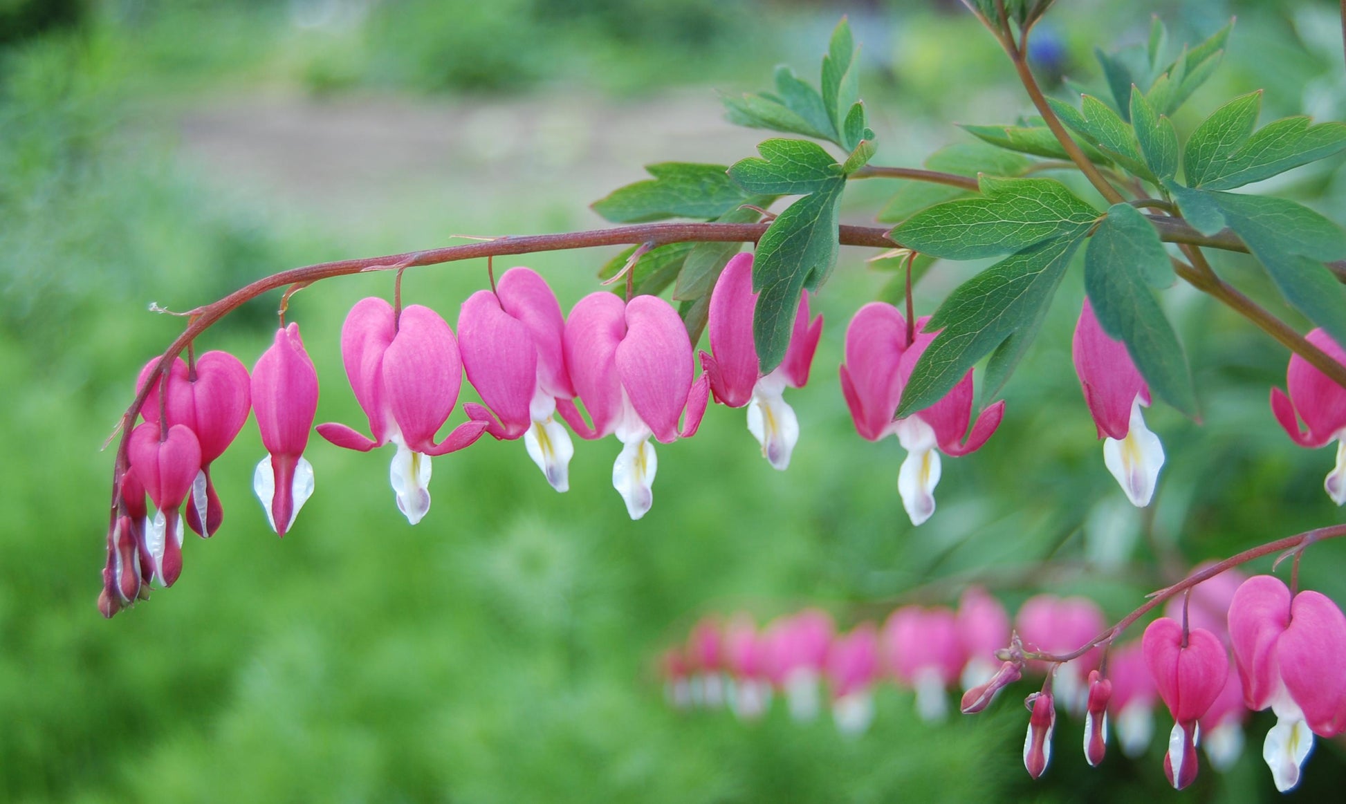 G010 Dicentra Spectabilis - View 16 from www redcrocus com
